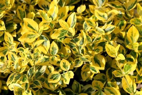 How To Grow and Care For Golden Euonymus Shrubs | Florgeous