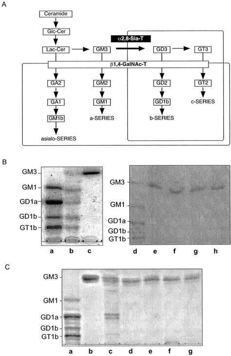 A synthetic pathway of gangliosides and the effects of targeted ...