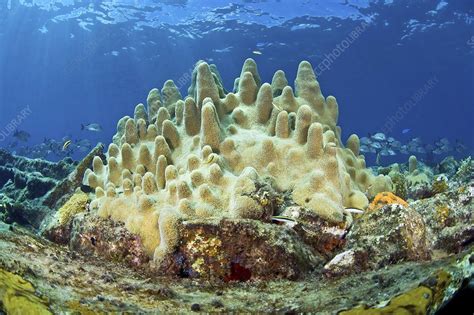 Pillar coral - Stock Image - C004/6840 - Science Photo Library