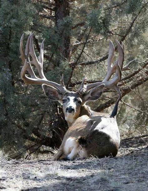 Mule Deer Buck (WOW) #deerhunting | Mule deer hunting, Big deer, Mule deer