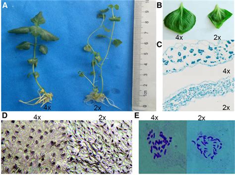 Identification of the autopolyploid P. grandiflorum plants. a–d Plant ...