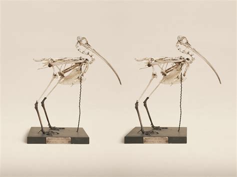 See Animal Specimens in Stereoscopic 3D Photos | Time