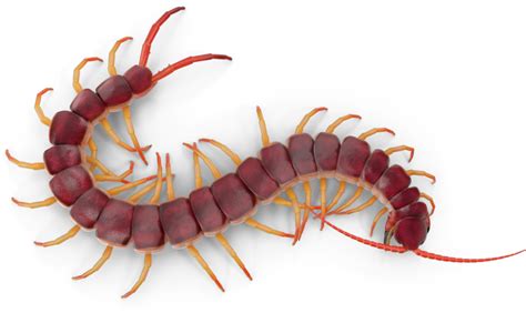 Centipede PNG transparent image download, size: 833x497px