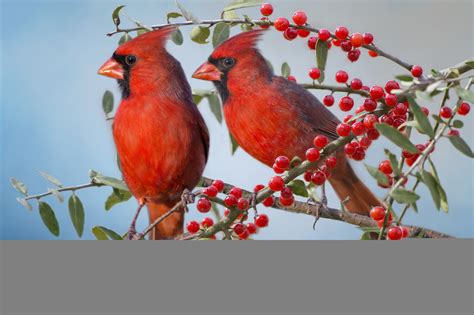 The red cardinal wallpaper | animals | Wallpaper Better