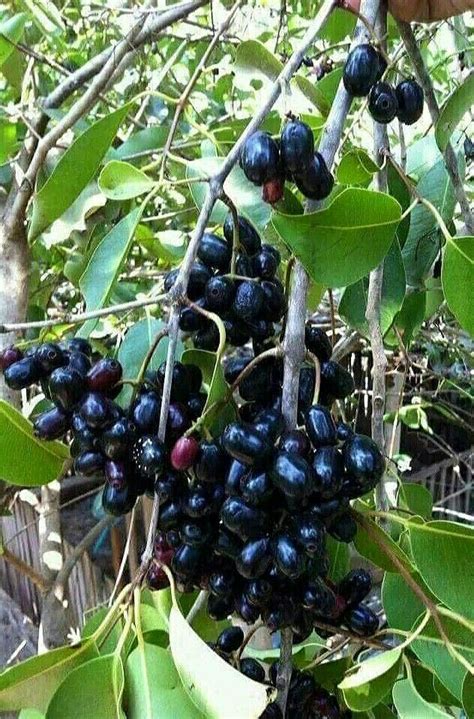 Java Plum Tree Images - Esclavodetusvesos