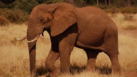 Animal sounds: Elephant trumpet - YouTube