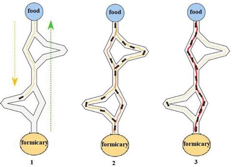 Ant preferred trail formation process. | Download Scientific Diagram