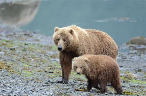 How Large is a Kodiak Bear's Home Range? - Robin Barefield