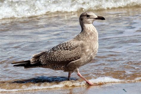 Antshrike's Bird Blog: Sabine's Gull, Brown Booby at Boca Chica Jetty ...