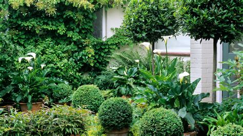 Landscaping with evergreens: 12 ways to make an impact | GardeningEtc