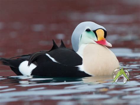 Sea Duck Hunting in Alaska's Prince William Sound | Eend, Vogels