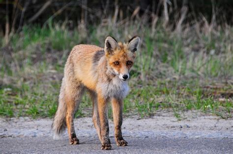 Chernobyl Has Transformed into an Incredible Nature Reserve Now Open to ...