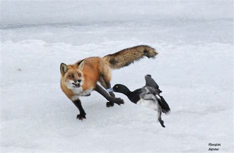 How Do Red Foxes Hunt