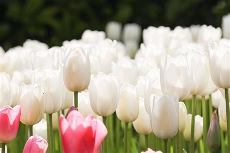 White tulips in the garden 7485577 Stock Photo at Vecteezy