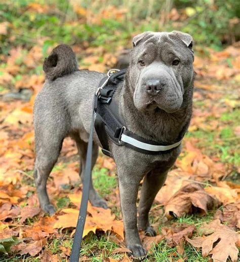 Shar-Pei Colors: All 21 Coat Colors Explained With Pictures