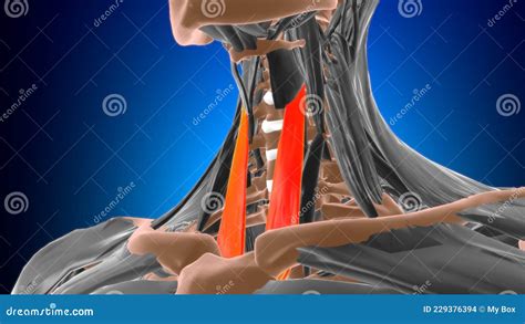 Sternothyroid Muscle Anatomy for Medical Concept 3D Stock Illustration ...