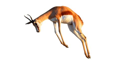 Springbok Facts | What Is A Springbok? | DK Find Out