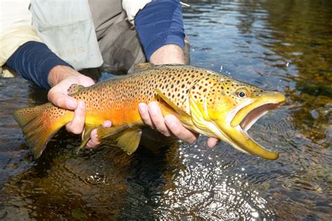 Best Trout Fishing Destinations in Pennsylvania - Fishmasters.com