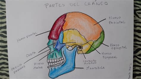 Cómo dibujar el cráneo y sus partes | How to draw the skull and its ...