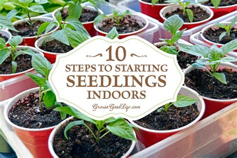 10 Steps to Starting Seedlings Indoors