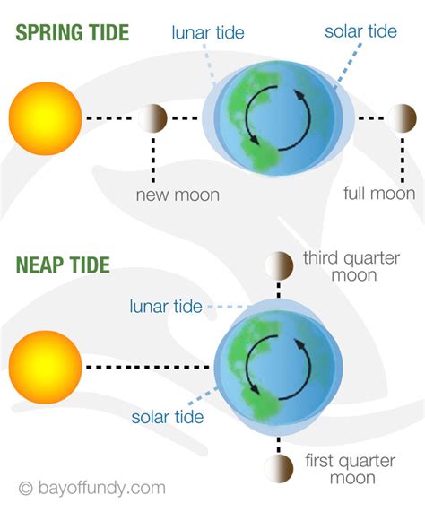 Ocean Tides Diagram