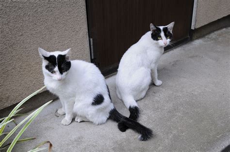 White cat breeds, Cat breeds with pictures, White and black cat