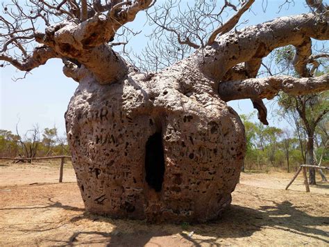 Pin su Baobabs