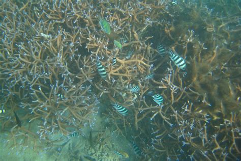 [173/365] Snorkeling off of Aore Island, Aore Island, Vanuatu ...