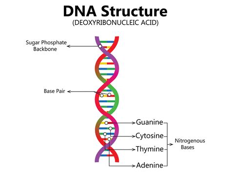 Vector scientific icon spiral of DNA and RNA. An illustration of the ...