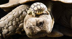 How Big Will a Sulcata Tortoise Grow in a Year? | Pet Sulcata Tortoise