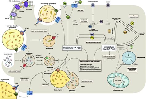 Fatty acid uptake, synthesis, and metabolism pathways. Overview of the ...