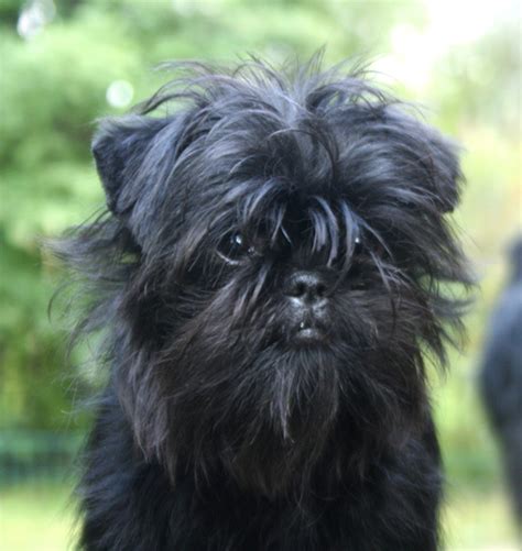 Paws In Progress: Affenpinscher wins the Dog Show 2013