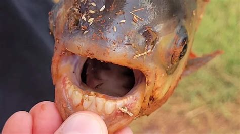 Pacu: Boy catches fish with 'human-like teeth' in an Oklahoma pond : NPR