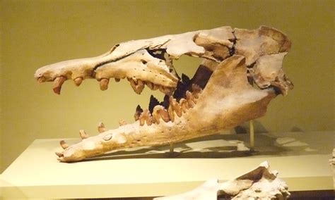 Basilosaurus Profile: One of the First Whale Species on Record