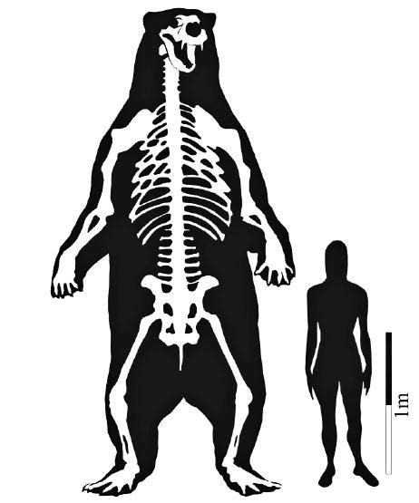 Demythologizing Arctotherium, the Biggest Bear Ever | WIRED