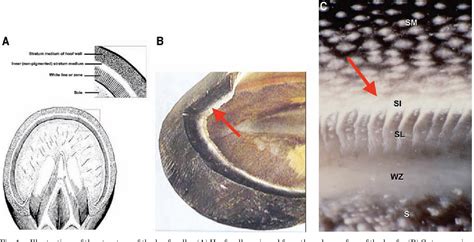 Figure 1 from How to Manage White Line Disease | Semantic Scholar