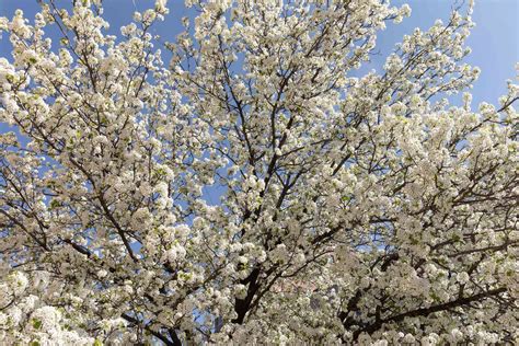 10 Varieties of Flowering Trees for Your Landscape