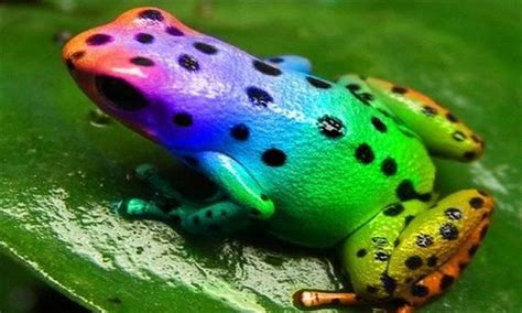 Frogs, Black pattern and Rainbows on Pinterest