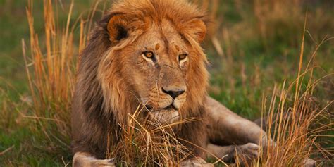 Why Do Lions Roar? Facts about Big Cat Communication