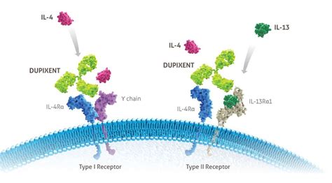 Mechanism of Action in CRSwNP | DUPIXENT® (dupilumab) | Asthma symptoms ...