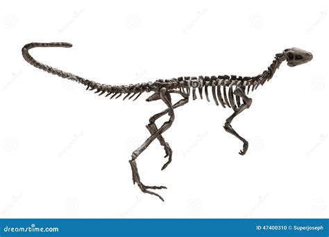 Dinosaur Fossils stock photo. Image of carnivore, background - 47400310