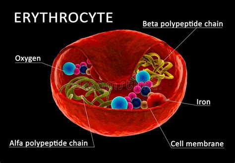 Red Blood Cell Diagram