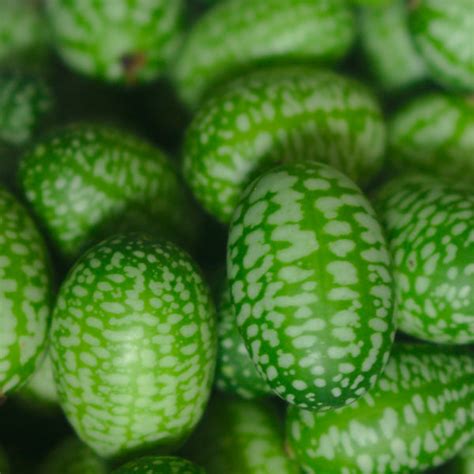 Mexican Sour Gherkin Seeds, Cucamelon, 30 Seeds, Melothria scabra – TKE ...