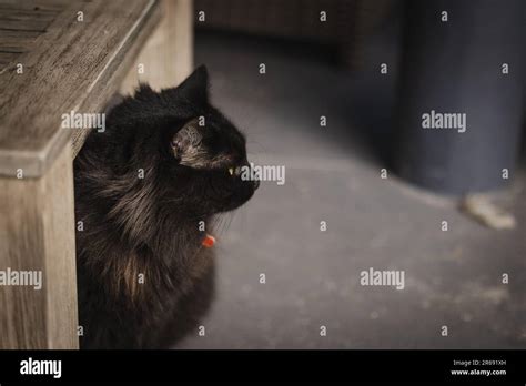 Fluffy black cat hiding under table with large green eyes. Copy space ...