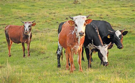 Why small-scale beef cattle farmers struggle to improve their animals