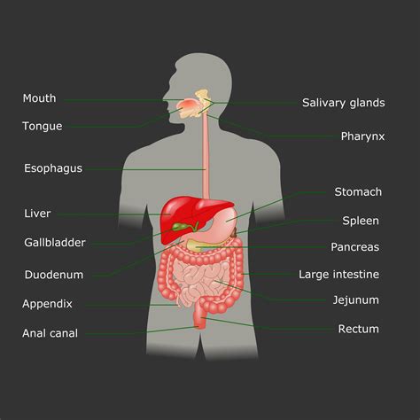 Pancreatic Cancer Symptoms - Viewing Gallery