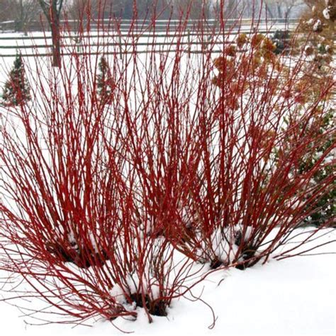 How to Grow Red Twig Dogwood Shrubs | Garden Design