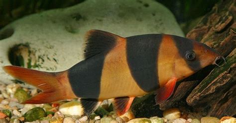 Loaches Fish Breed Information and Pictures - PetGuide | PetGuide