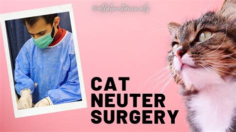 Cat neuter complete procedure | neuterd male | pet neuter | spay and ...