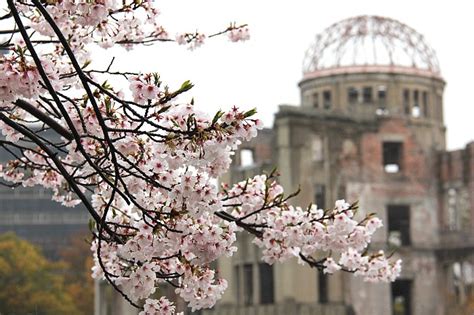 Cherry Blossom Report 2013: Hiroshima Report